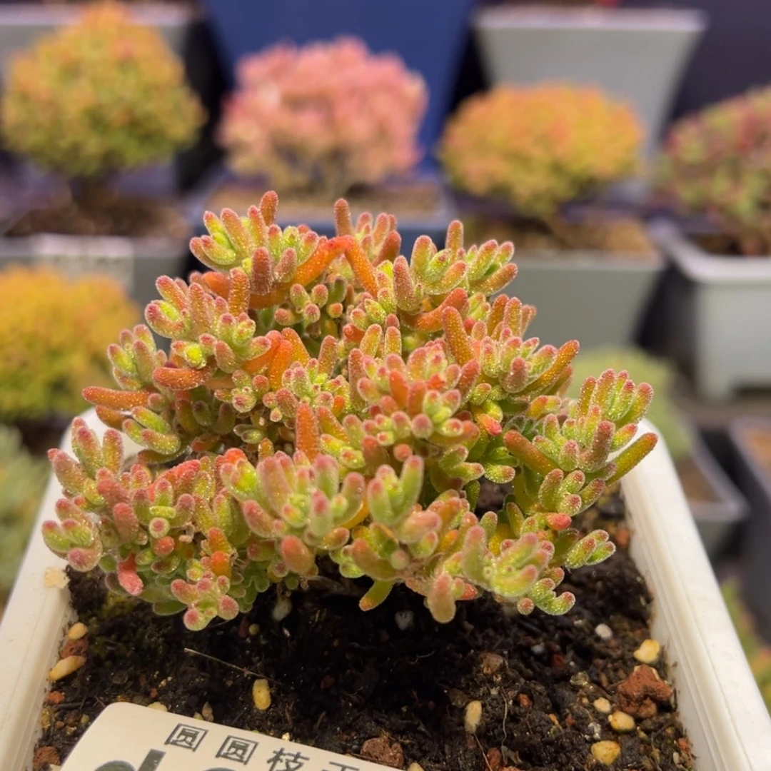 【闪购商品】?*d627冰川枝干番杏