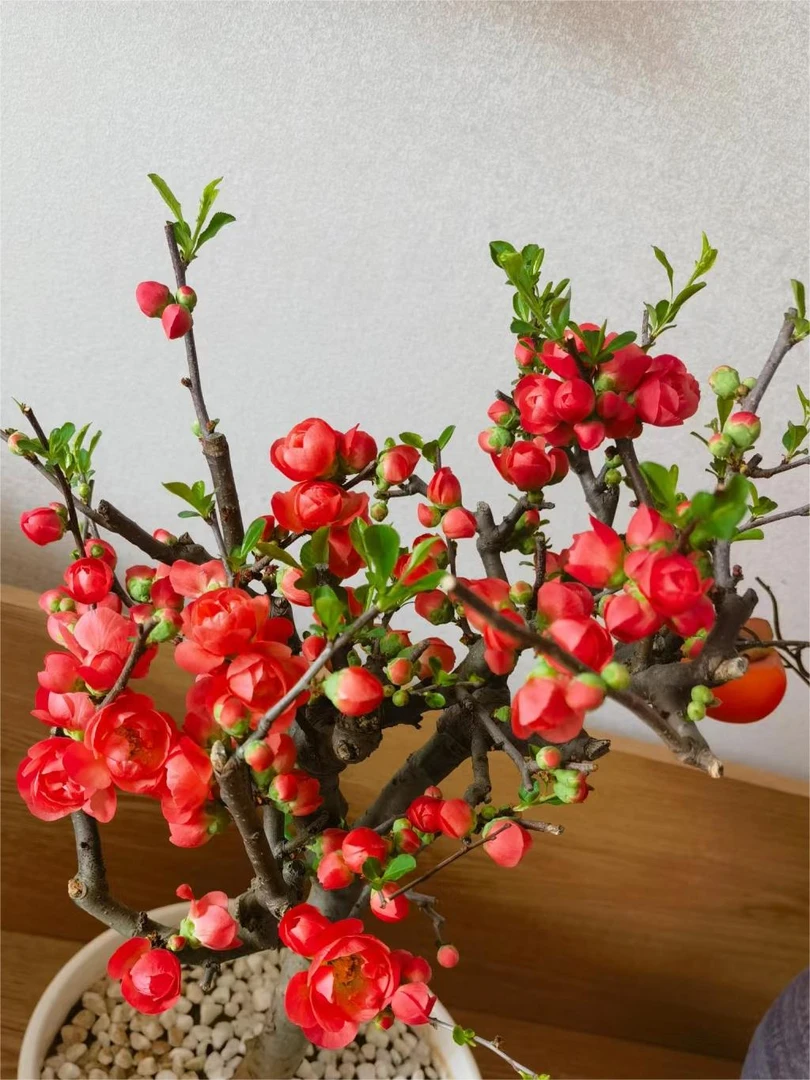 （花大艳丽红）长寿冠红宝石海棠花四季开花春节盆栽种植开花