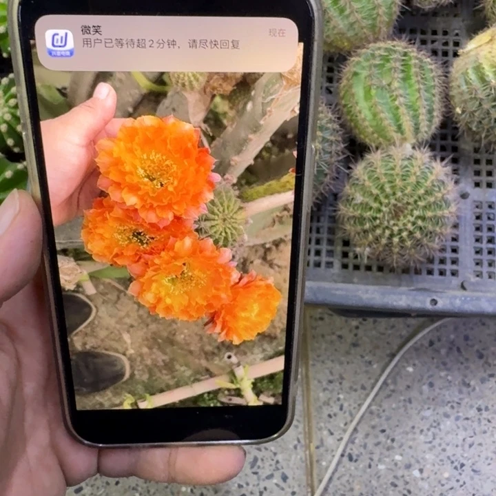 317彩草千层酥歪无根侧牙6公分左右，20包邮