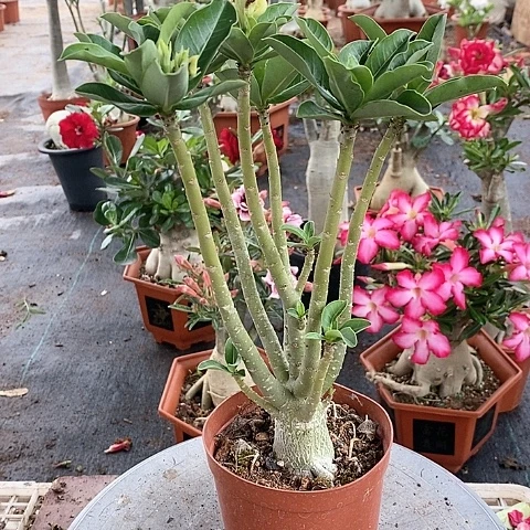 【闪购商品】遇**鲤绿植