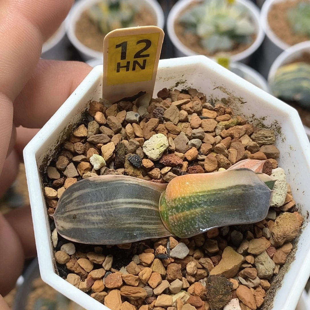 12号珍珠卧牛锦一物一拍