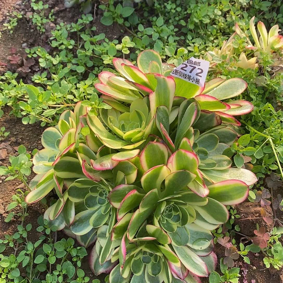 272奶白锦多肉法师锦