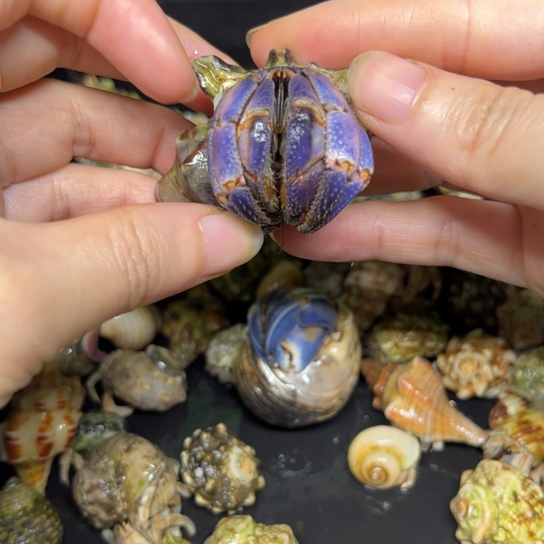 渐变香芋味粉紫陆