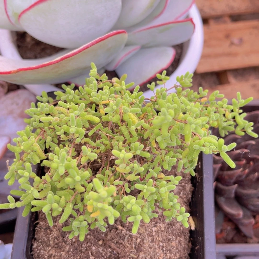 蜜桔枝干番杏多肉