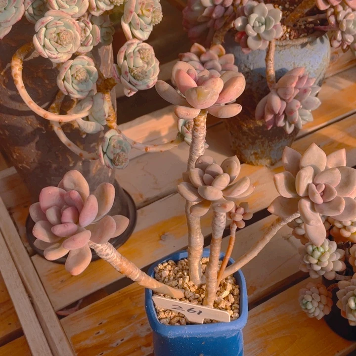 别**哲谢谢你的支持000000261