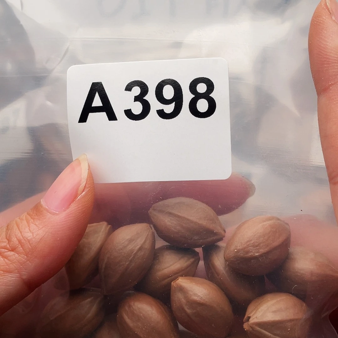 橄榄核手串/手链橄榄