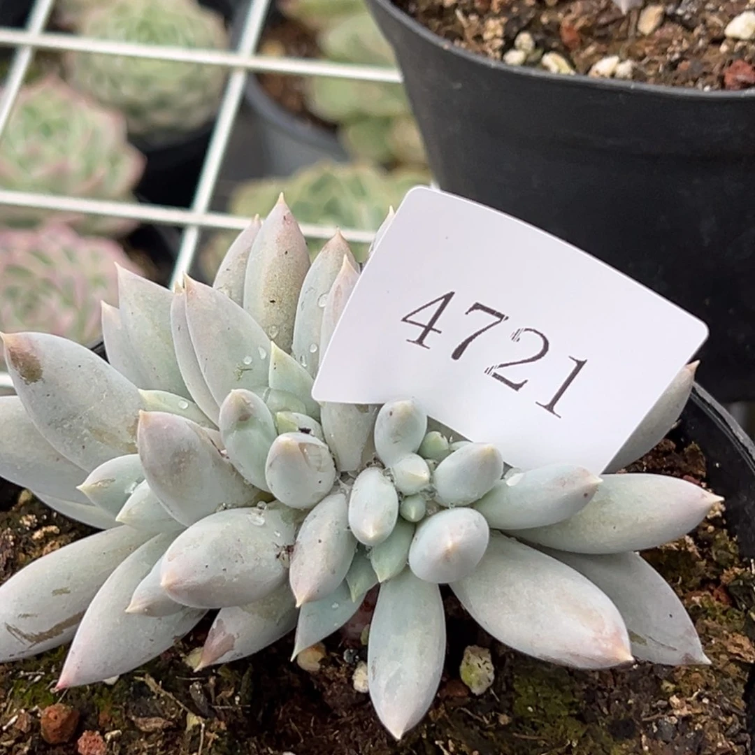 风**华4721多肉多多多多