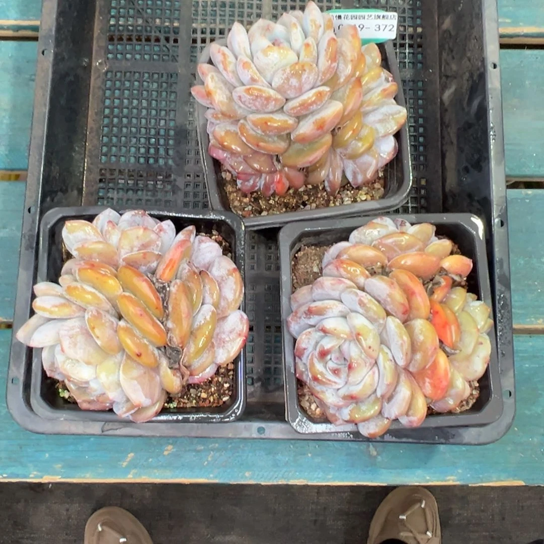 多肉一物一拍0119-372