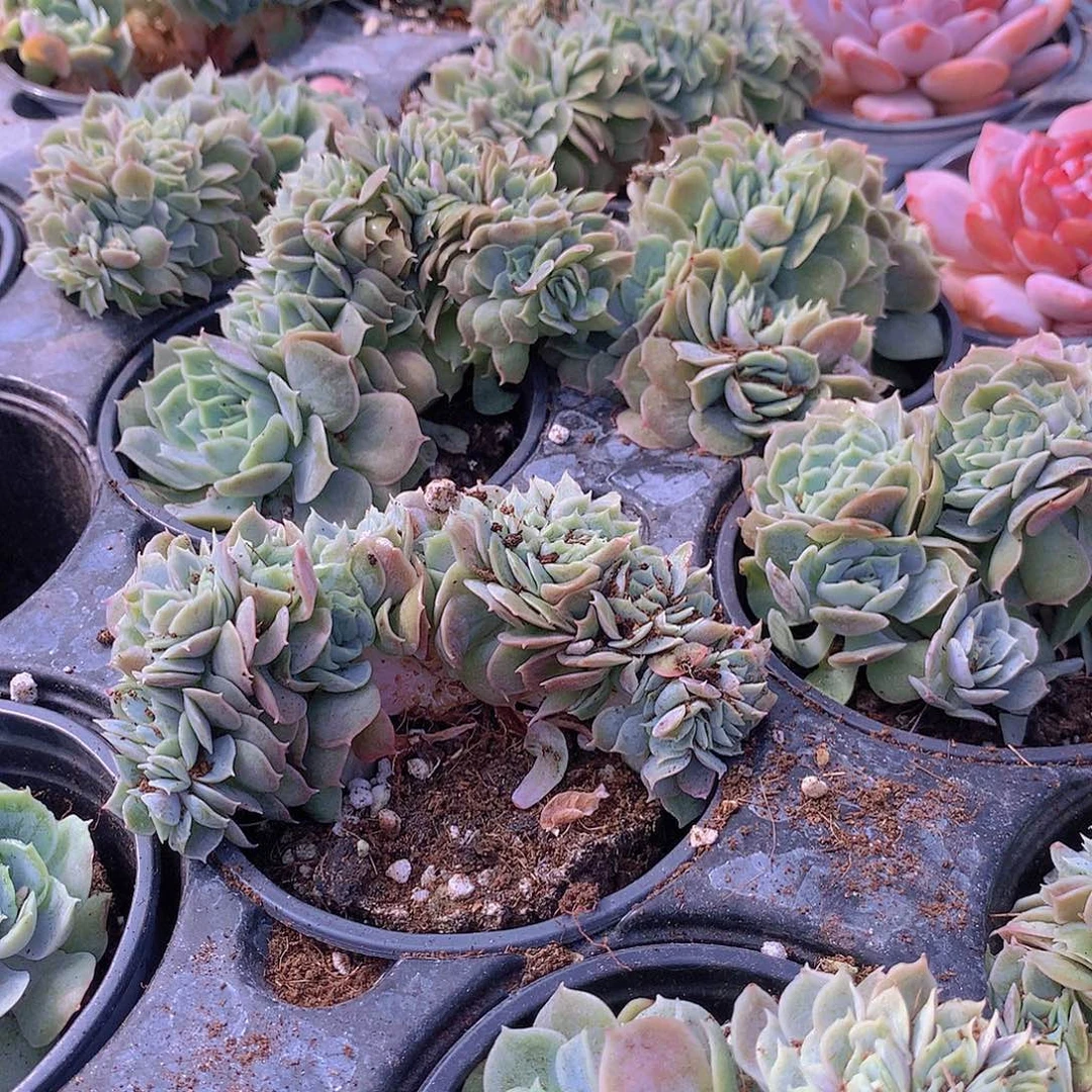 昂斯洛缀化46789990000