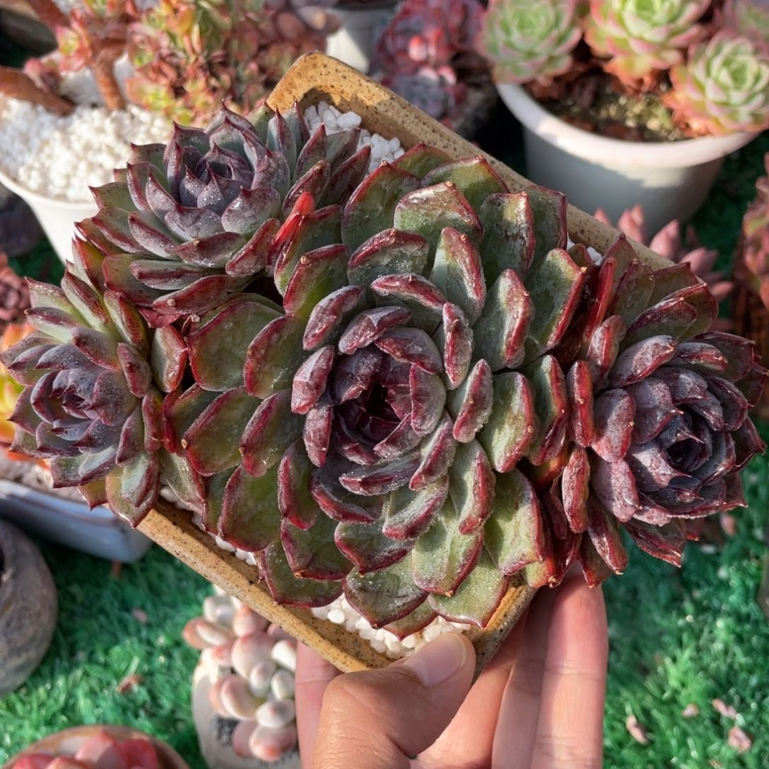 蓝色妖姬多肉植物盆栽27