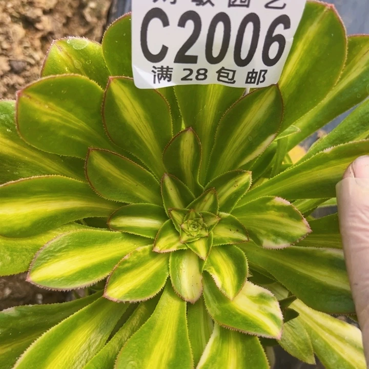 2006五彩保时捷多肉植物法师