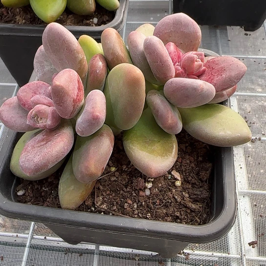 从前慢甄选多肉编号0131-芒果奶