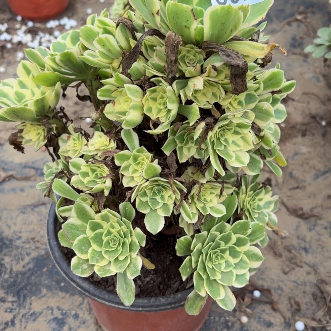 876多肉植物捧花的