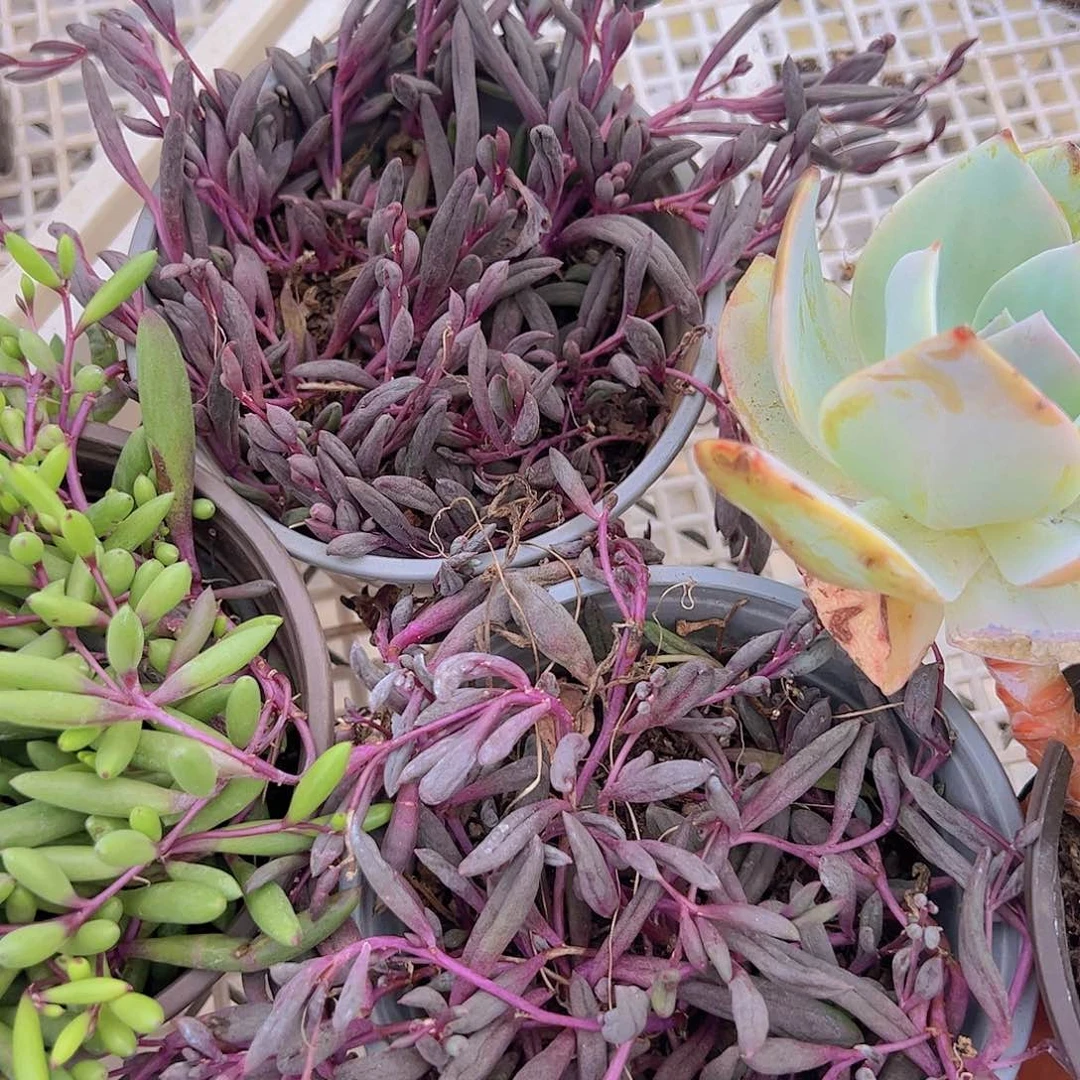 紫玄月带盆土精品二盆