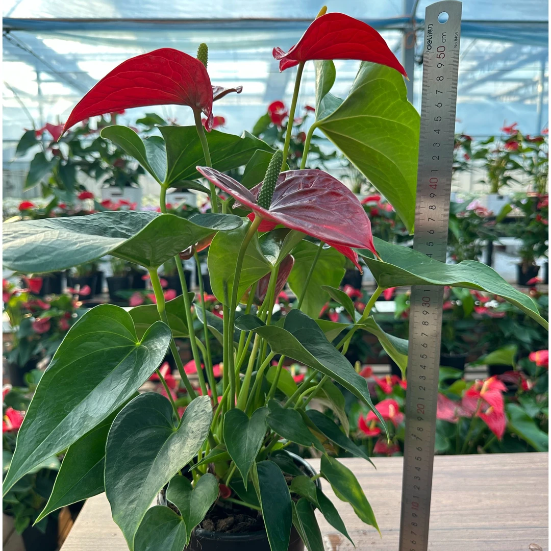 【密西根4花】特A+进口大红掌室内好养土水培一年四季开花常青绿植