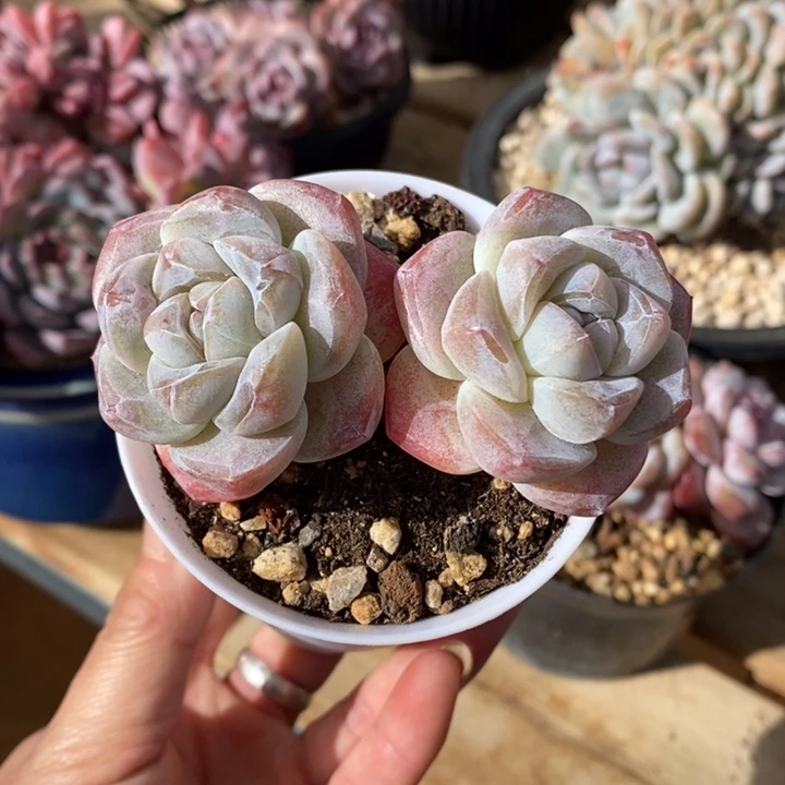 两头长腿包脸哈哈哈