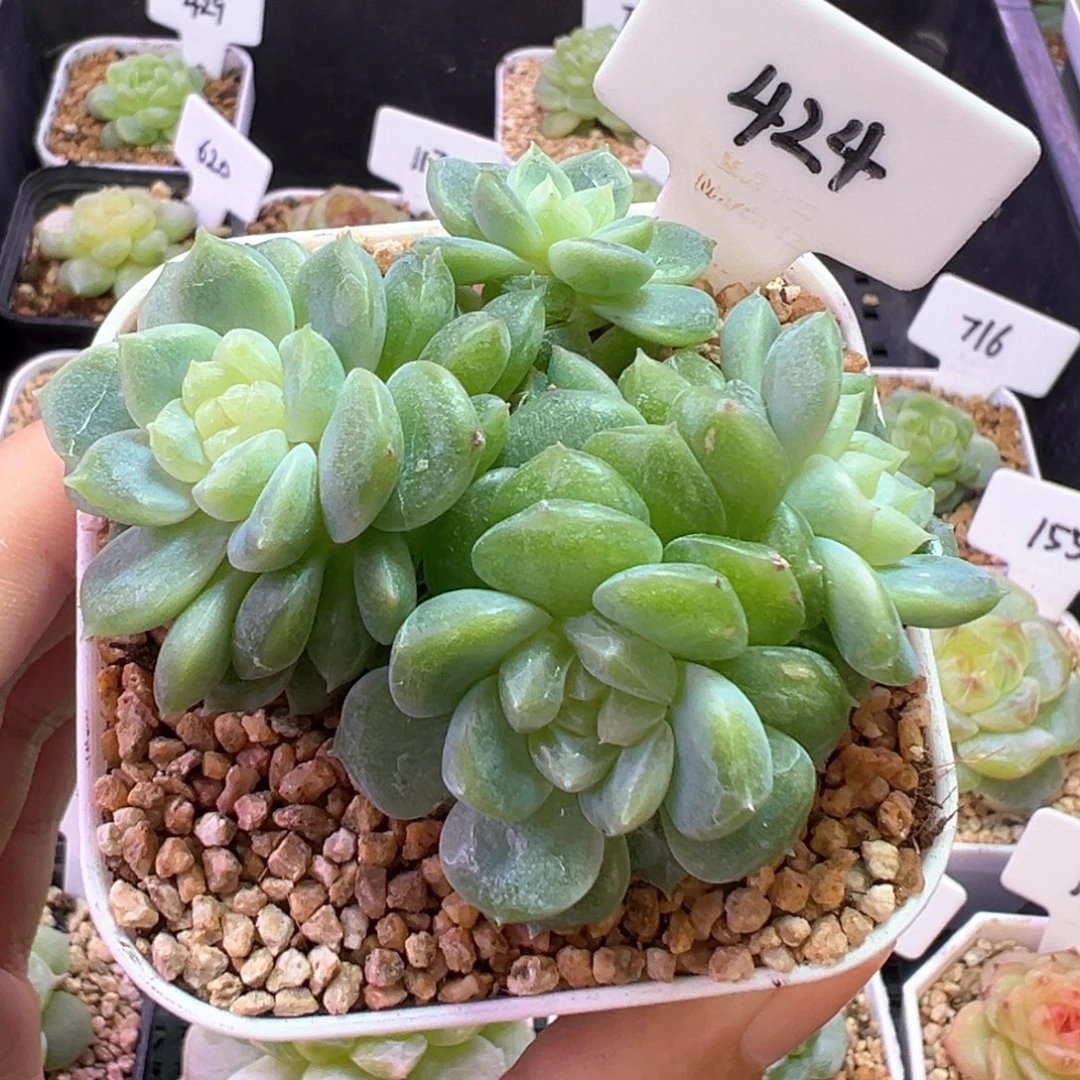 424号泼天富贵4头