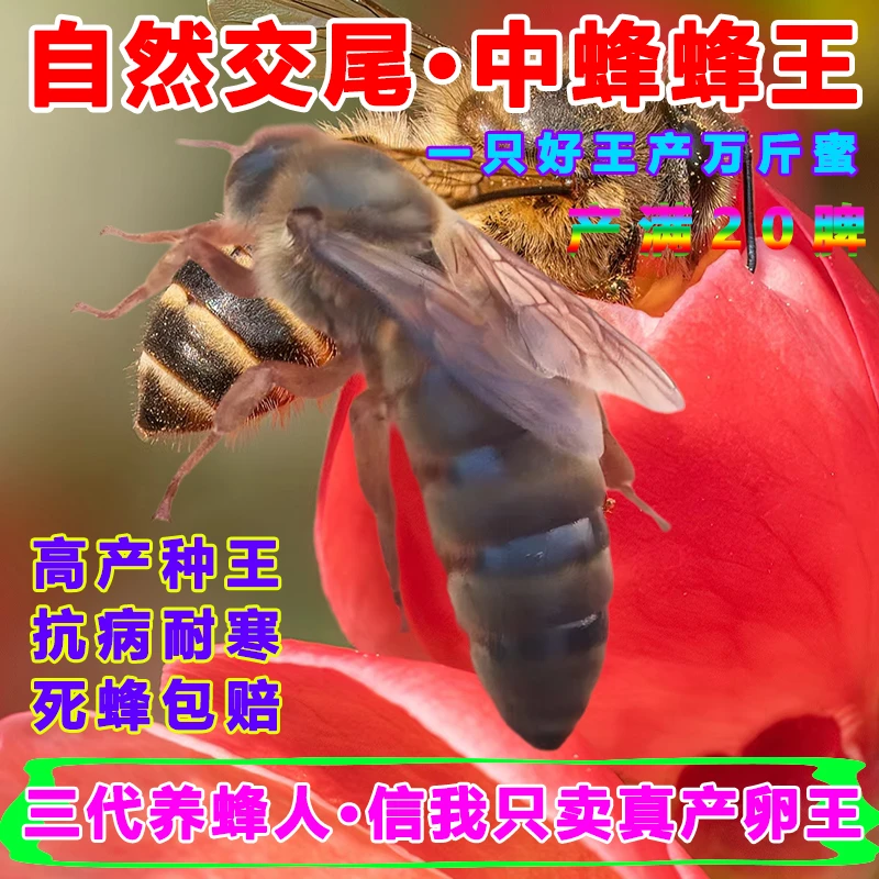 【当天出台】中蜂蜂王强群种王阿坝土蜂广西广东处女王产满脾王