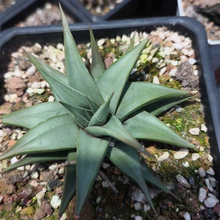 回**?无纹琉锦。。