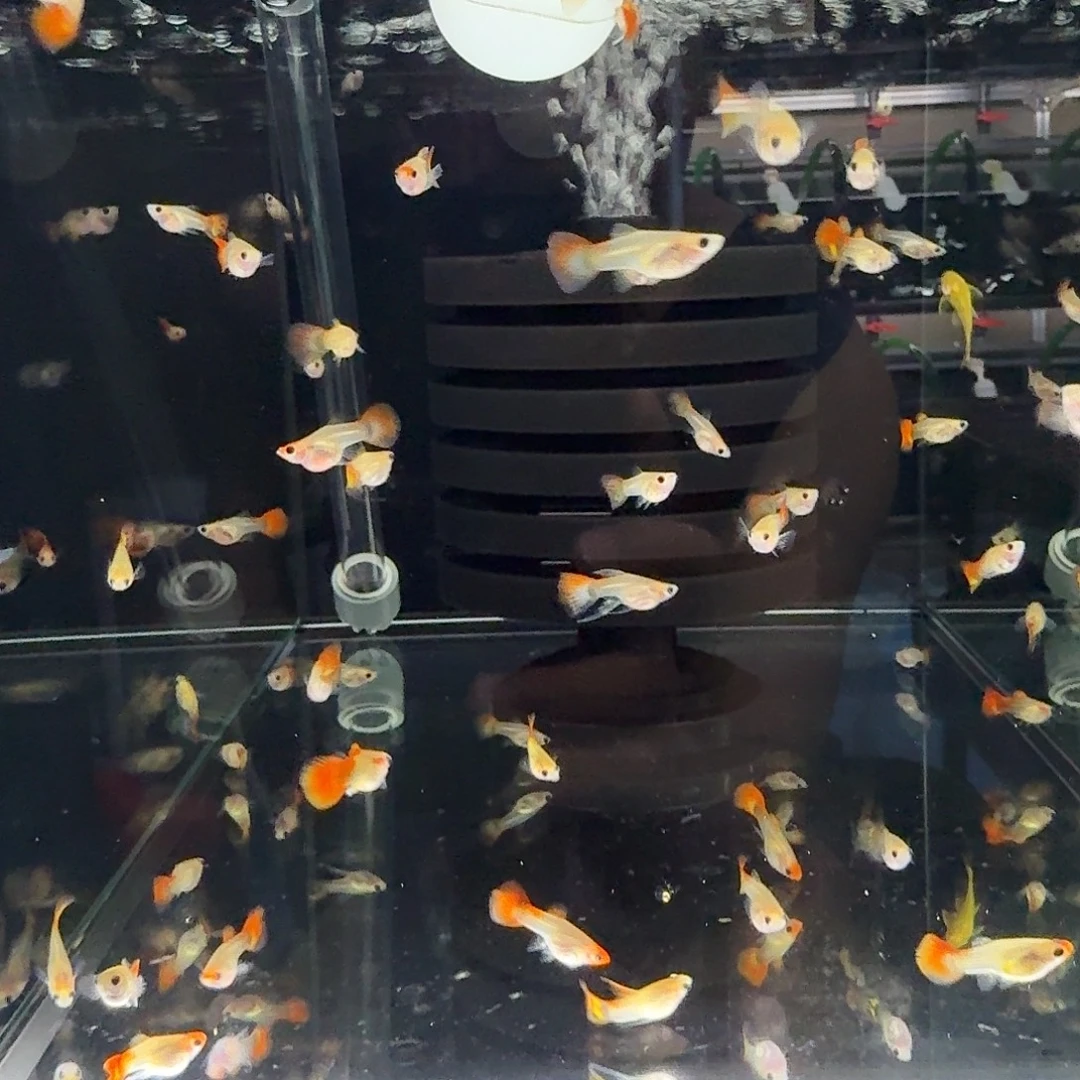 孔雀鱼银河琉璃玻璃猫小亚成3对