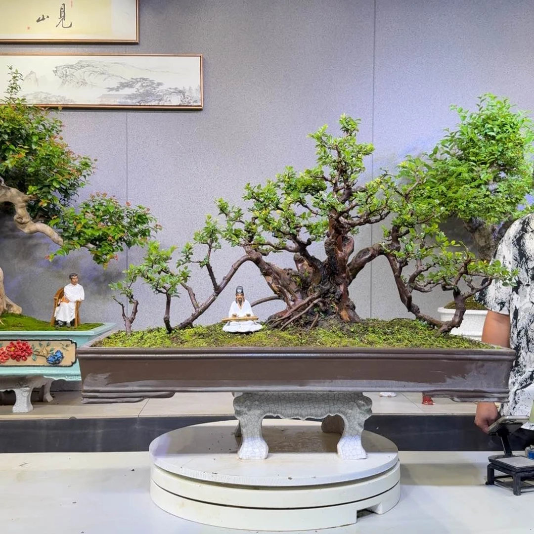 无花朵用****8雀梅小叶雀梅盆景盆景