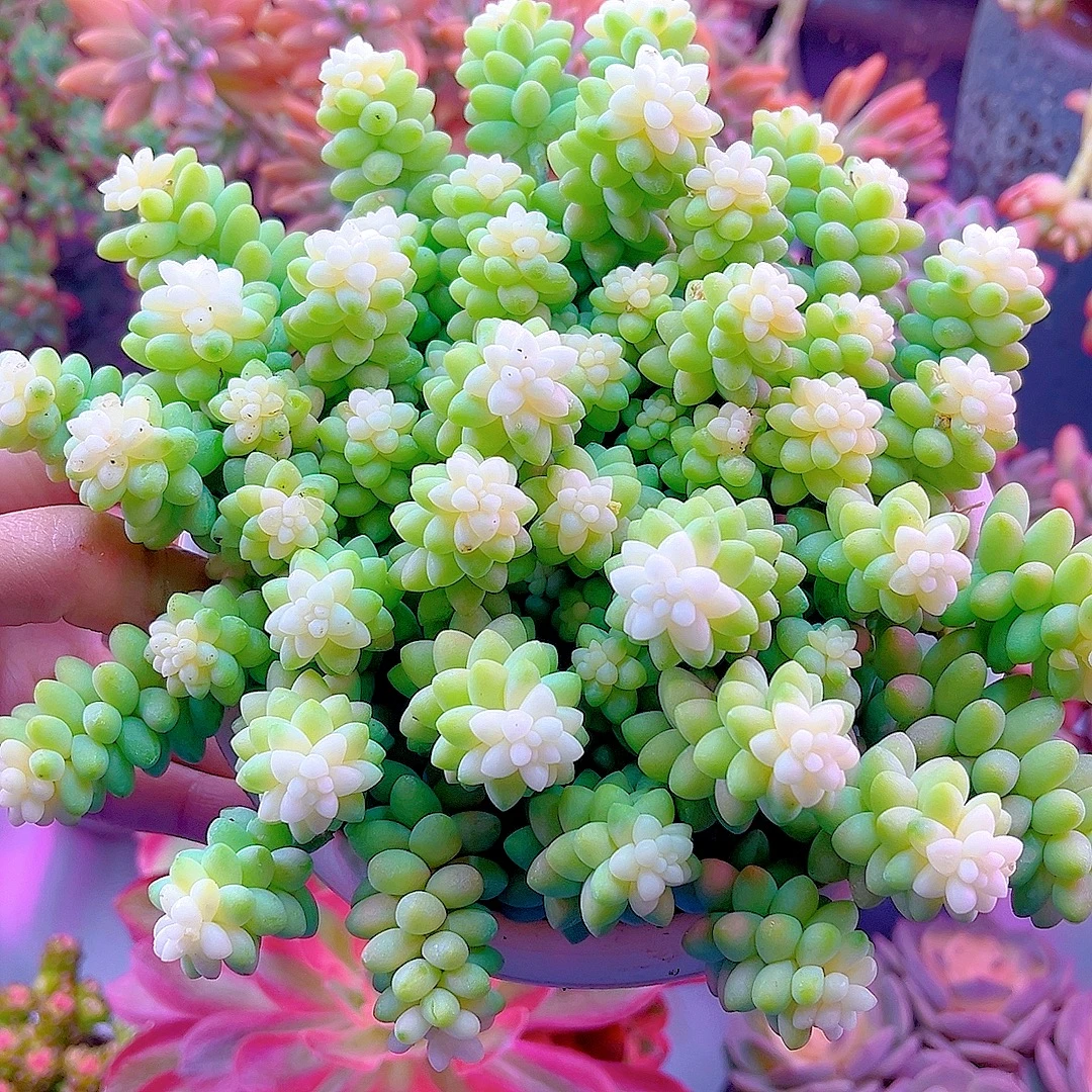 米淇家大雪花玉坠多肉植物带盆土