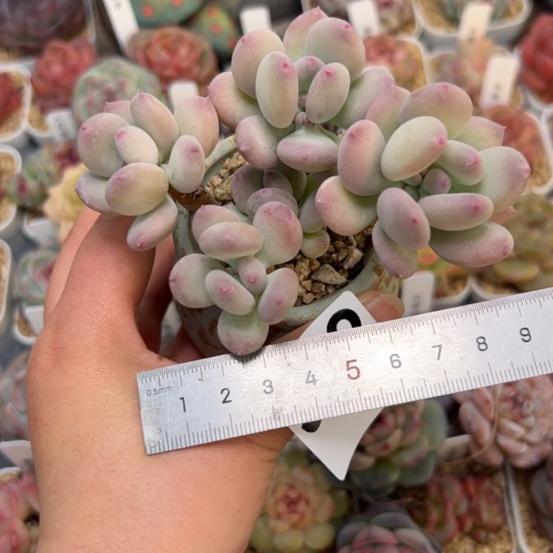友****子302 多肉植物组合