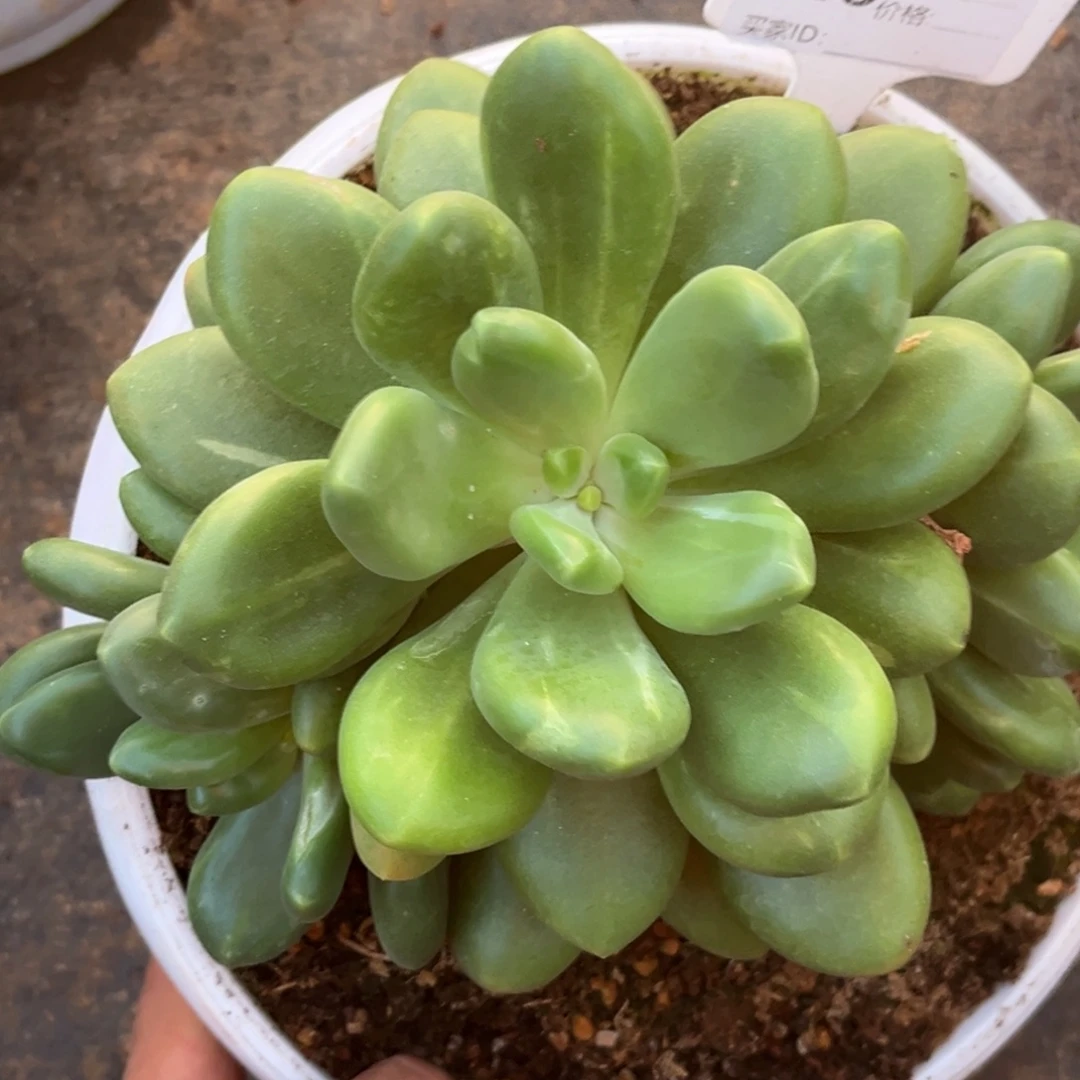 ****光刚果金多肉植物515