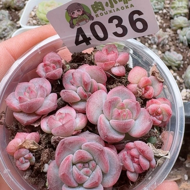 多肉植物多肉植物