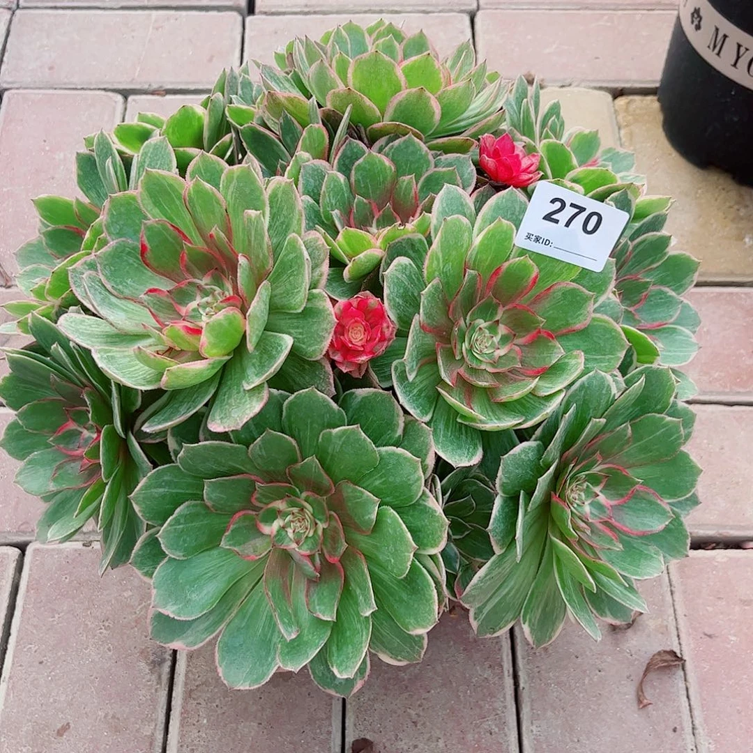 270莲花座法师多肉植物