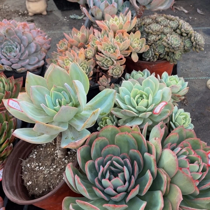 臭***妞白月光面纱掉头不包损粉布偶恋曲晨露白凤