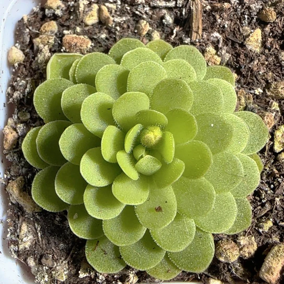 多肉1225-165捕虫堇