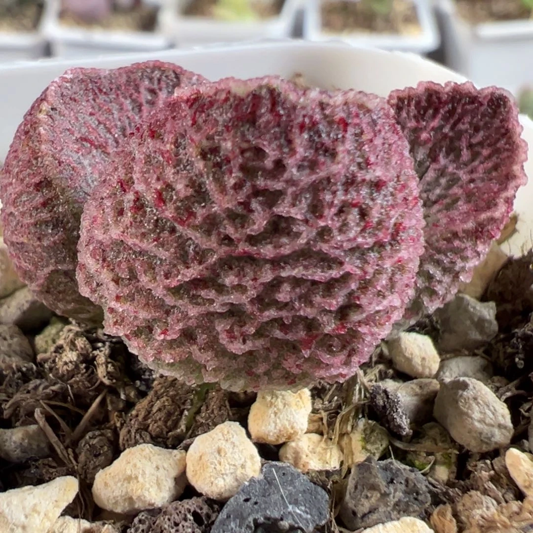 茶 血斑网格纹实生新品