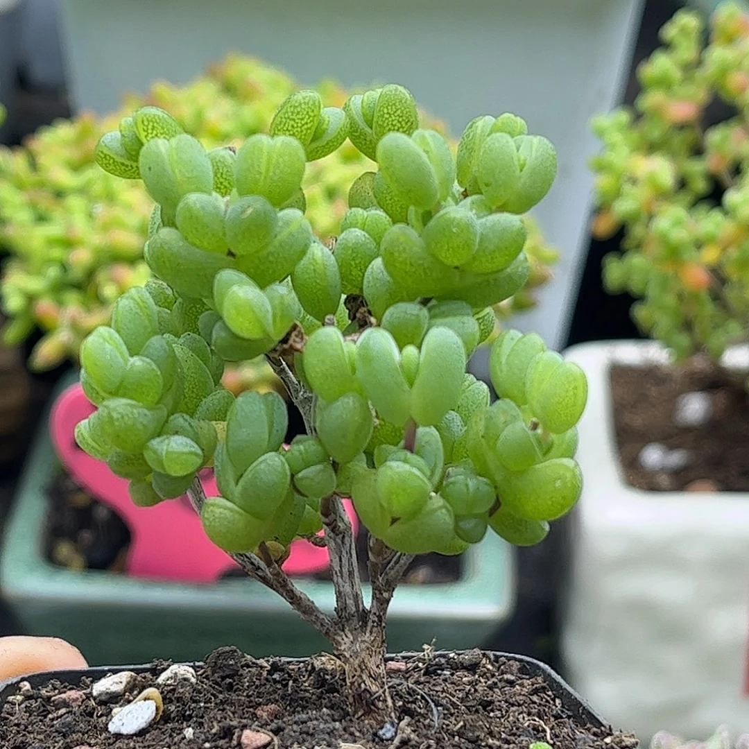 34元宝优选枝干番杏