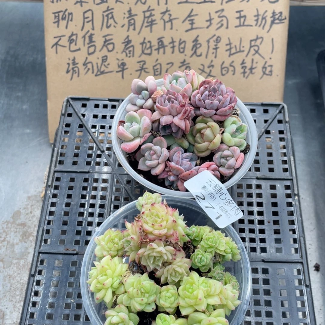 云糖心多肉植物271