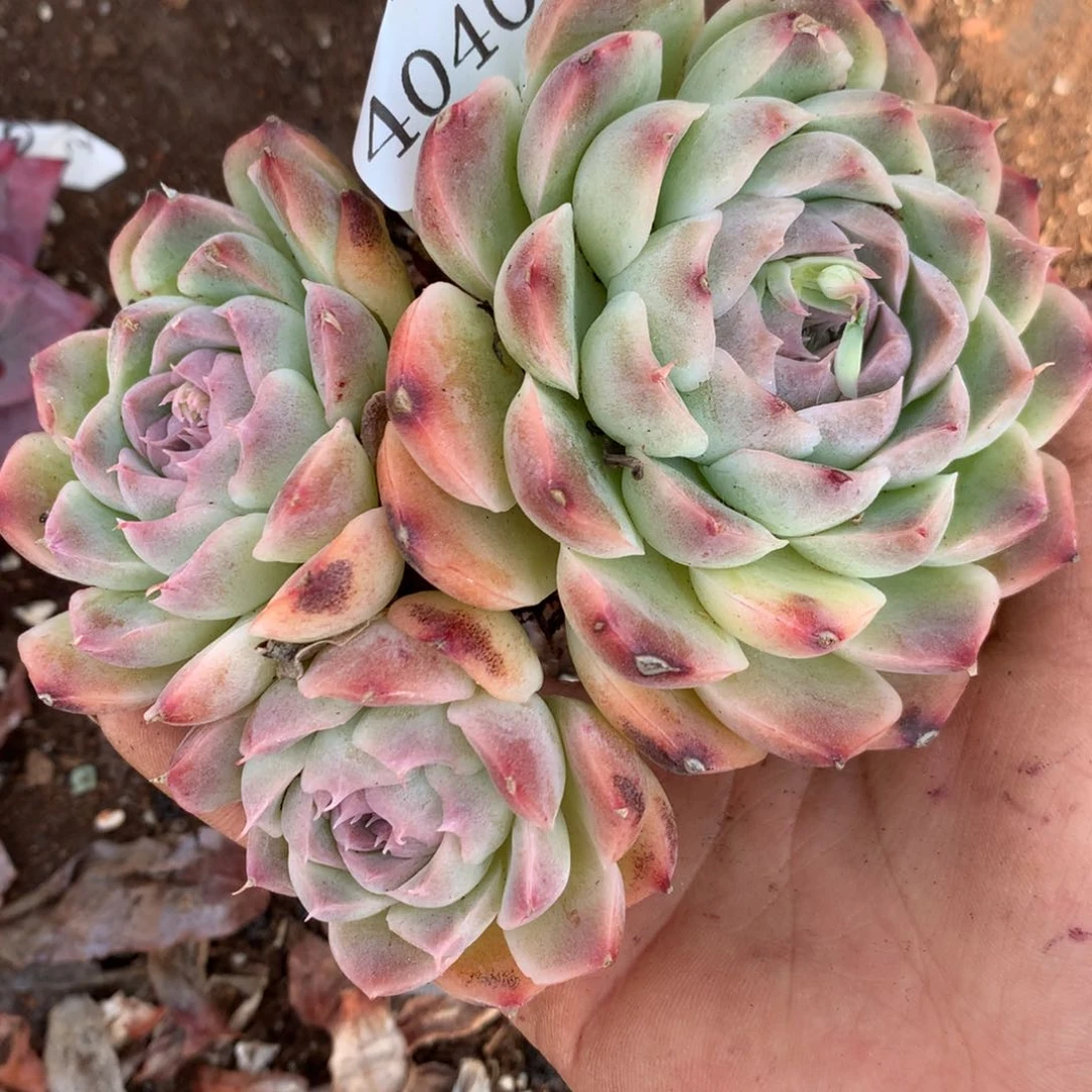 4040杂交精品基地11厘米