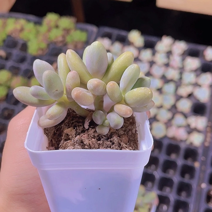 精品糖果美人带盆土发