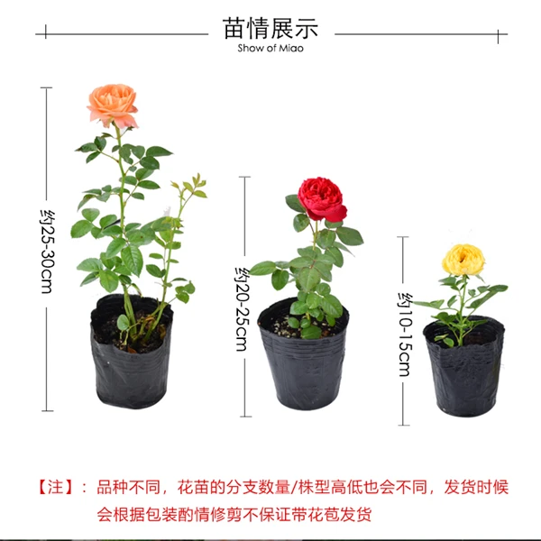 【3颗包邮】朱砂碗黑巴克幻紫黄油四季开花庭院阳台月季小杯苗