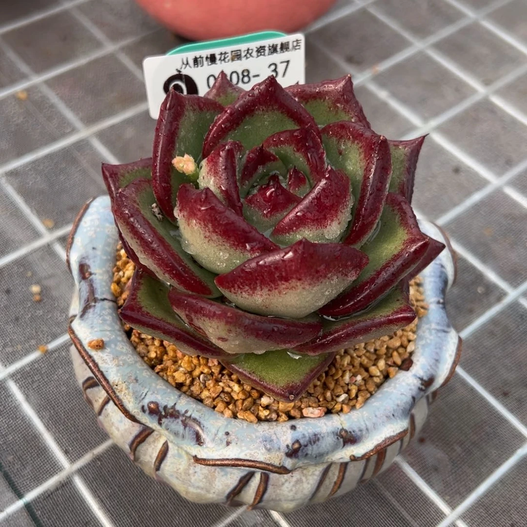 从前慢多肉精选编号0208.37