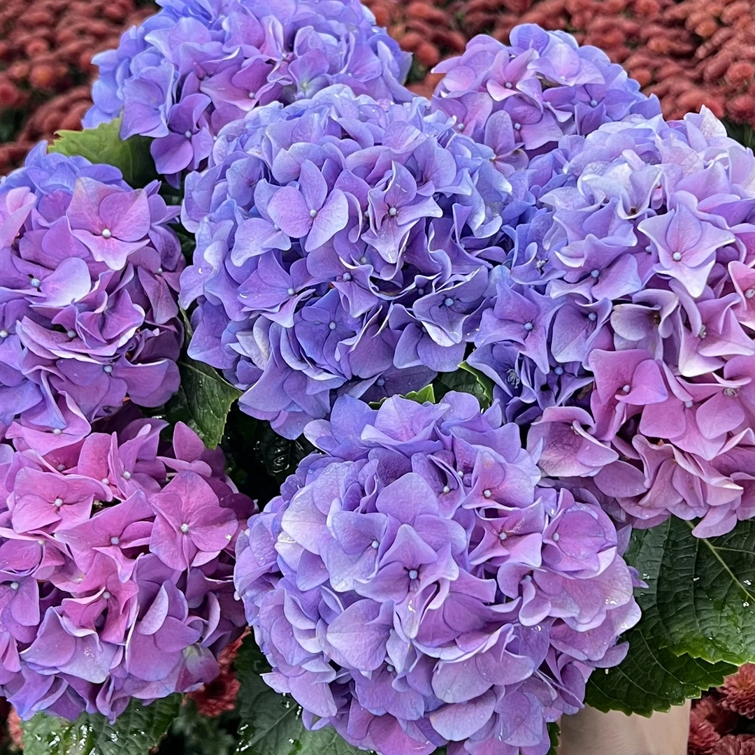 七彩沉香【加仑盆】绣球花盆栽庭院阳台新手易养护喜水植物