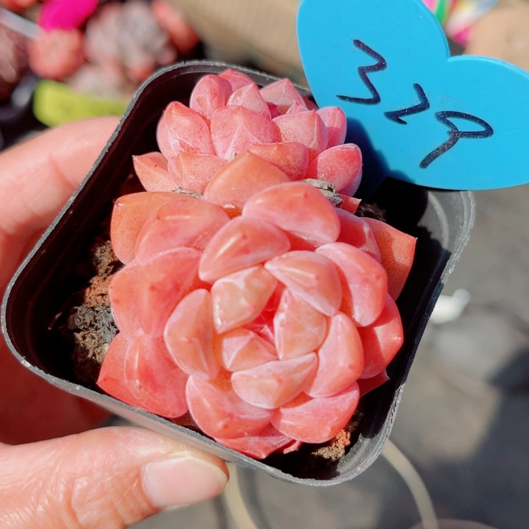 329号小老桩糖心双头