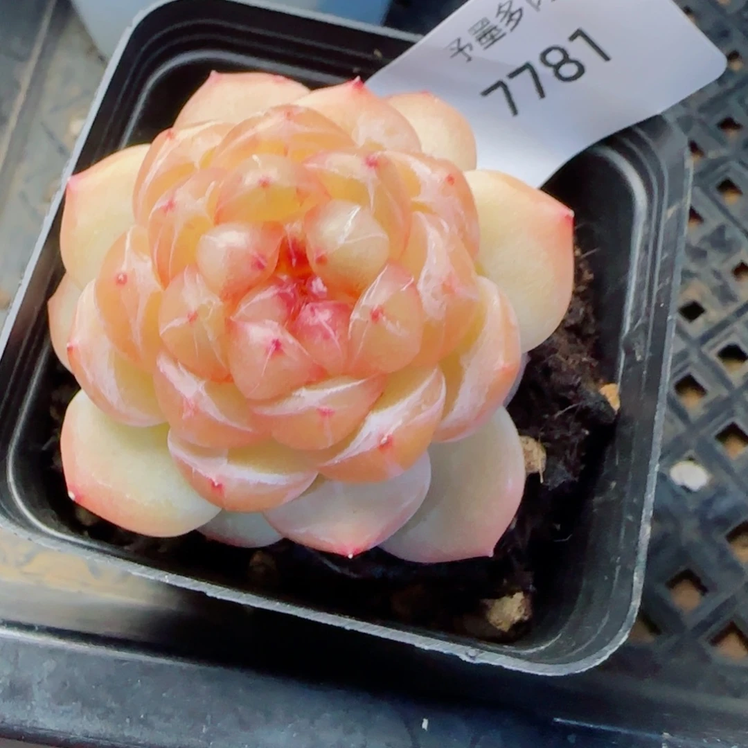 拿铁奶沫，7781多肉植物