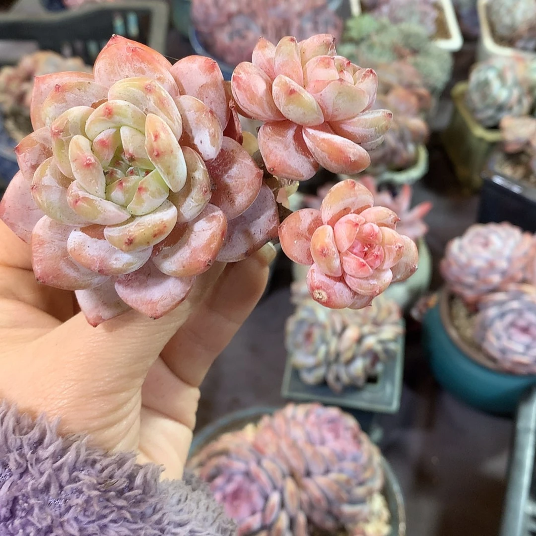 哈哈哈哈哈哈哈石榴籽