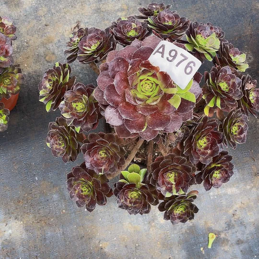 ?****?黑美人976福利