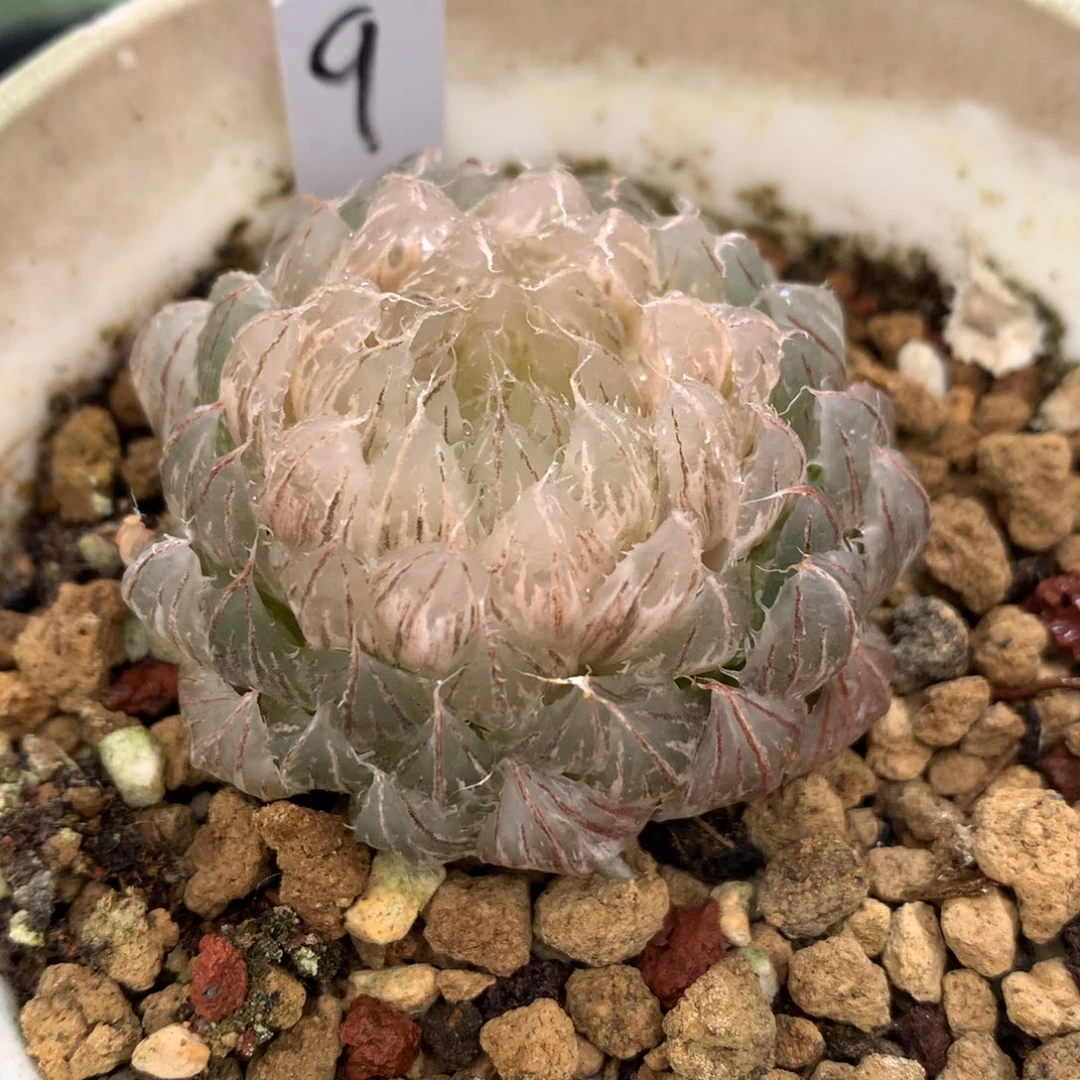 翠云玉露锦，带盆一起