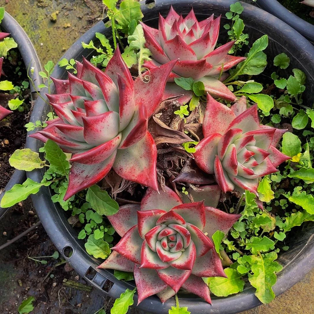 红乌木26.8多肉群生