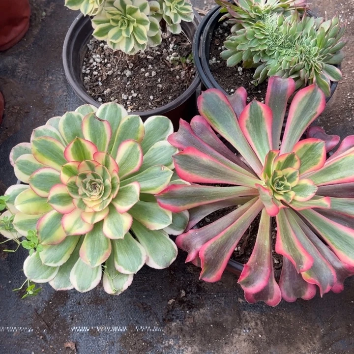 多肉植物3931种植物