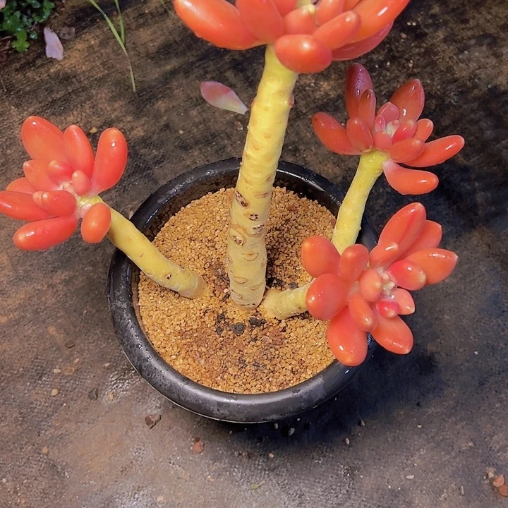 萌*噠524///////////:///