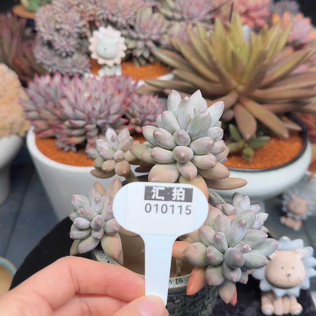 精品多肉植物010115