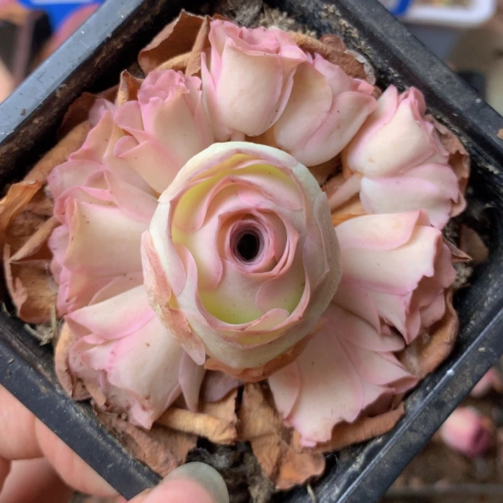 一物一拍星辰锦绣005